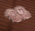 Ballerine piumetta